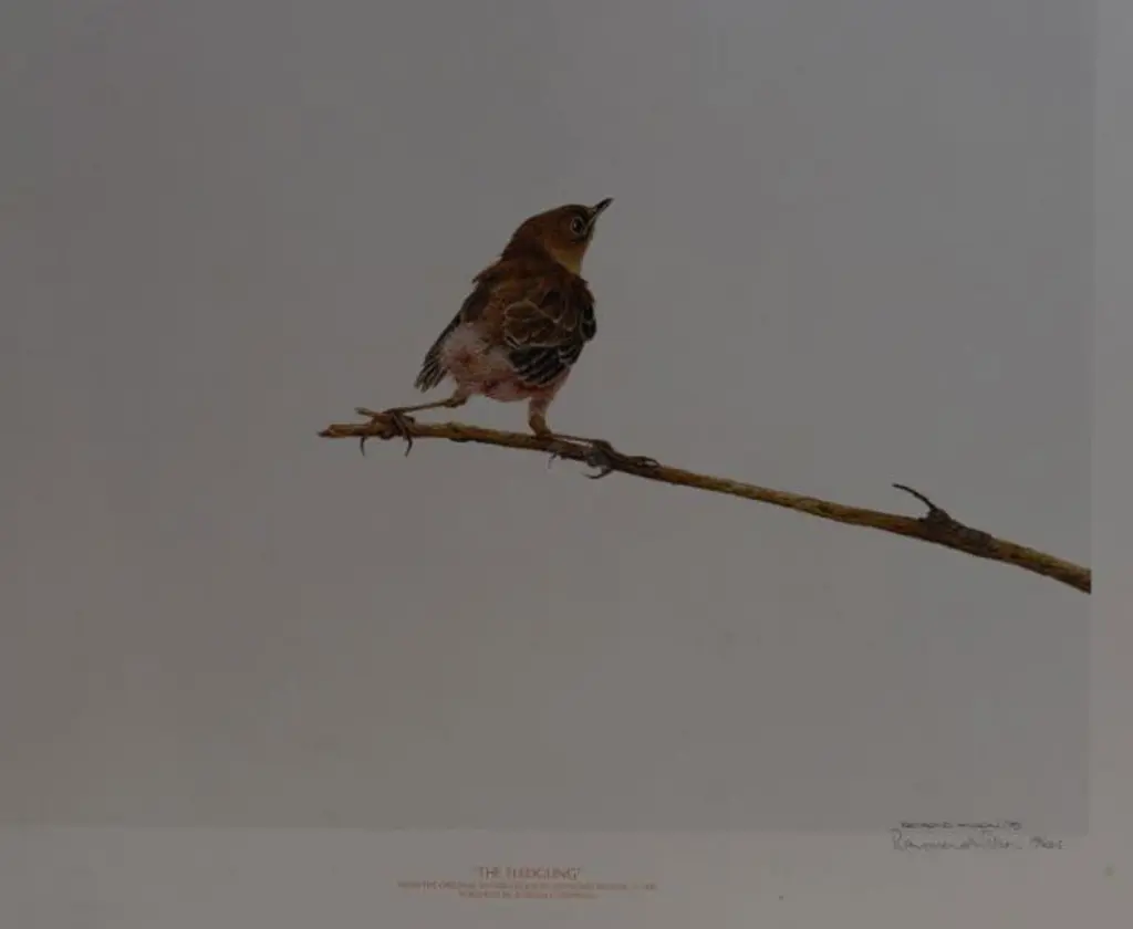 WILSON, Raymond (Active 1980s) - The Fledgling Image 1++