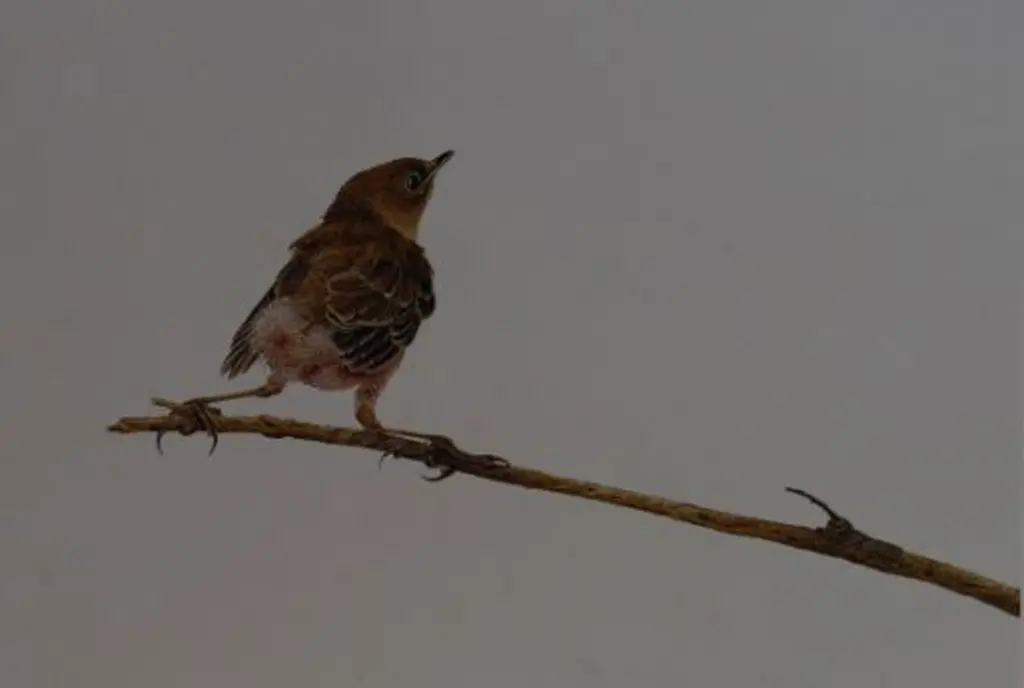 WILSON, Raymond (Active 1980s) - The Fledgling Image 1++