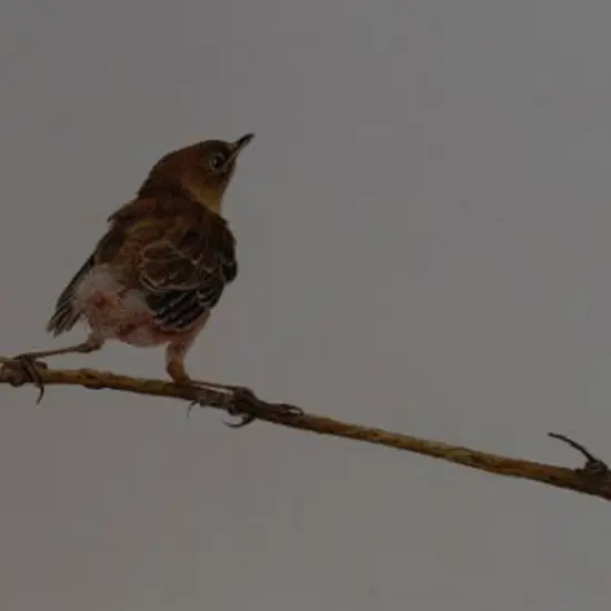 WILSON, Raymond (Active 1980s) - The Fledgling