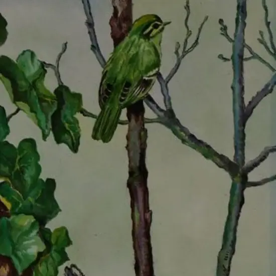 BLACK, M. - Finches on Tree Branch with Ivy