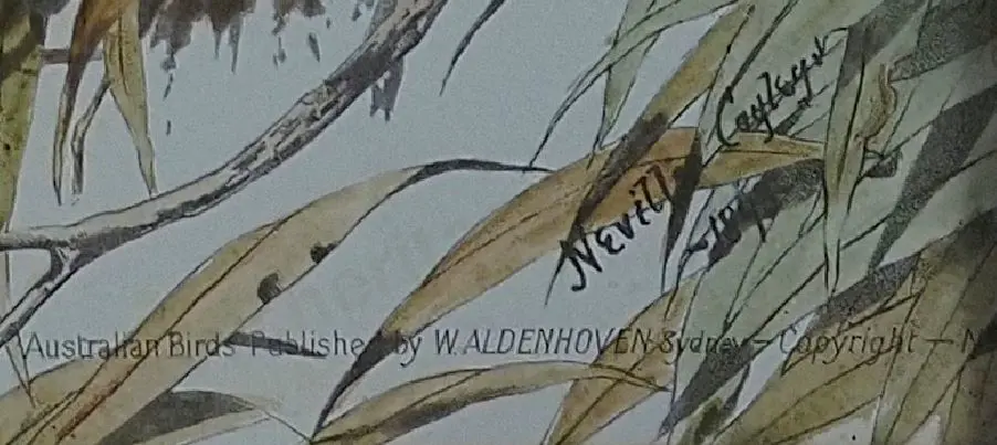 CAYLEY, Neville Pennington - Senior (1853-1903) - Magpies Image 1++