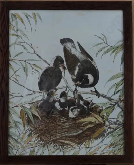 CAYLEY, Neville Pennington - Senior (1853-1903) - Magpies Image 1++