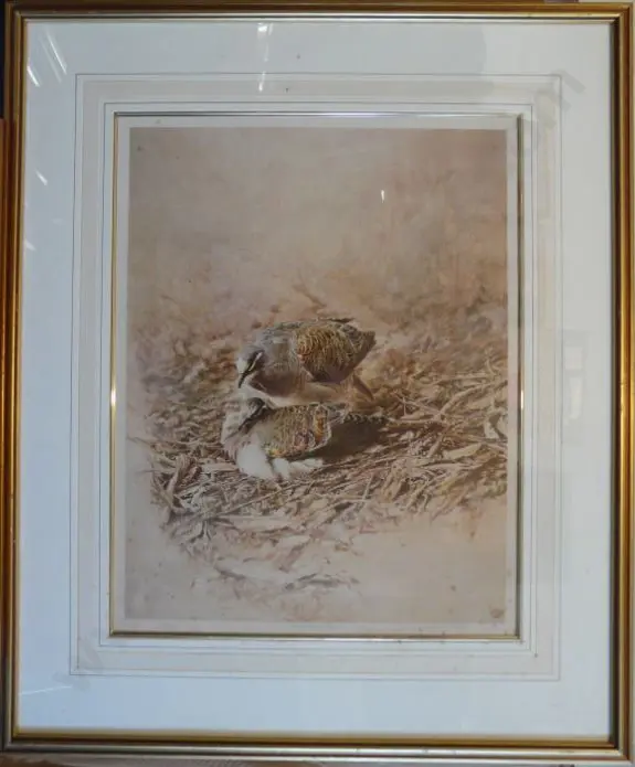 CHING, Raymond Harris (1939-) - Bronzed Winged Pigeon Image 1++