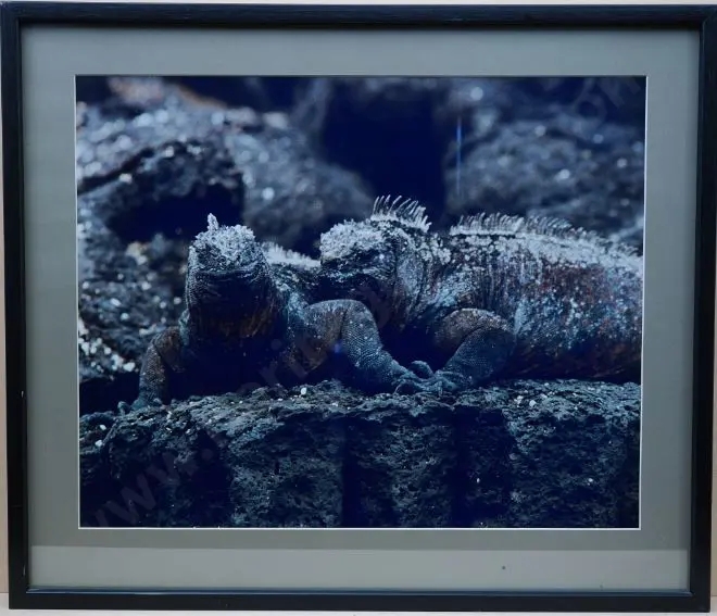 UNKNOWN Artist - Tuatara (pair) Image 1++