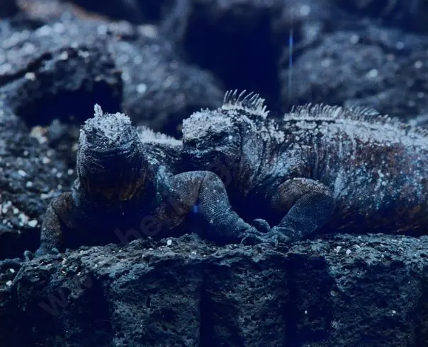 UNKNOWN Artist - Tuatara (pair) Image 1++