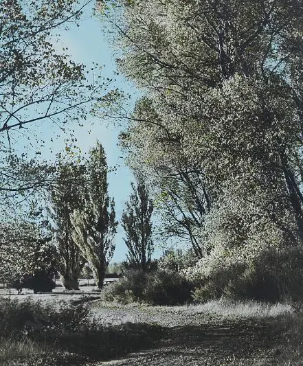 GRAUF, F.S. (20th Cent.) - Autumn Glory, Christchurch - c.1950 Image 1++