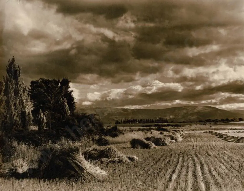 WEEDON, Clifton A. (1887-1960) - Grain Harvesting - NZ Countryside Image 1++