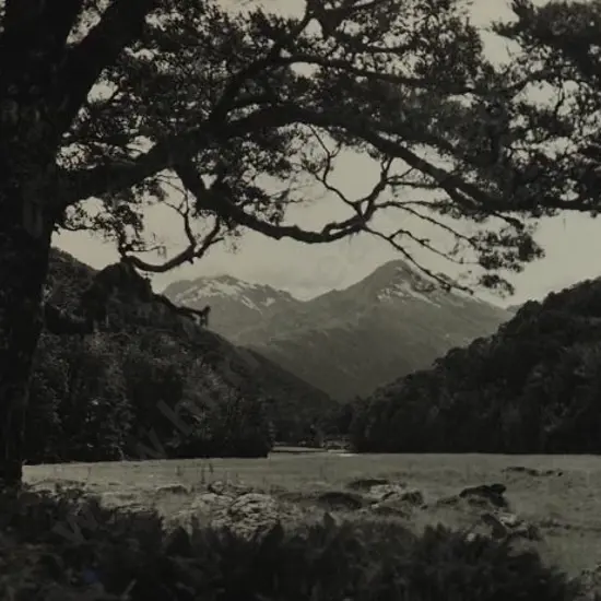 PANCKHURST, Mrs (Early-mid 20th Century) - Southern Alps, River and Bush