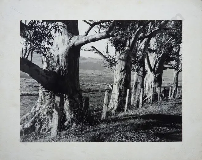 DICKSON, G.S. - Gum Trees, Mount Grand Image 1++