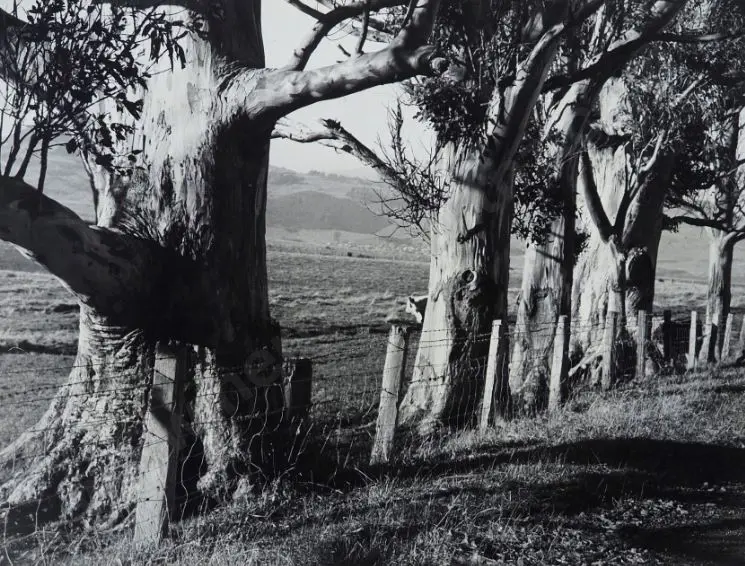 DICKSON, G.S. - Gum Trees, Mount Grand Image 1++