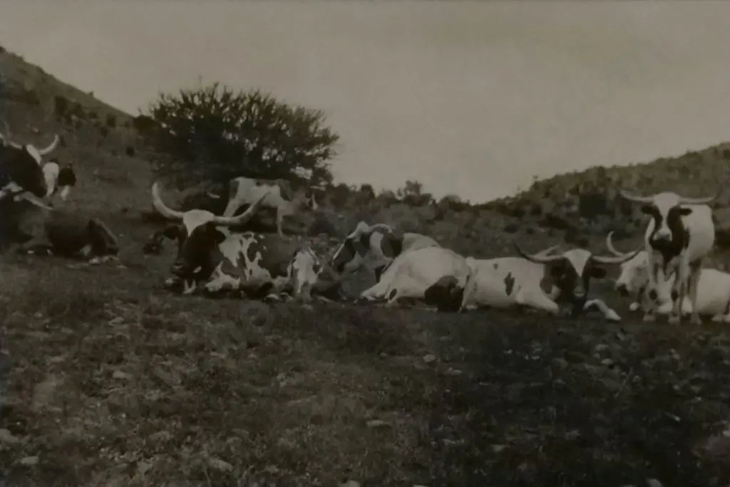 A.P.F. - The Children's Photographer - Long Horned Cattle in Field - c.1930 Image 1++