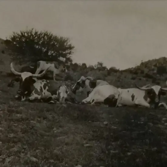 A.P.F. - The Children's Photographer - Long Horned Cattle in Field - c.1930