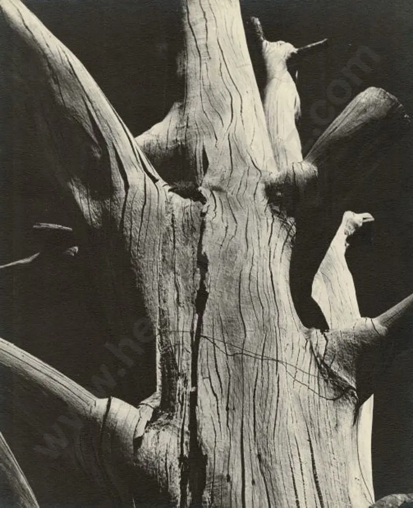 CASBOLT, Frederick Lennard (1896-1987) - Tree Trunk Image 1++