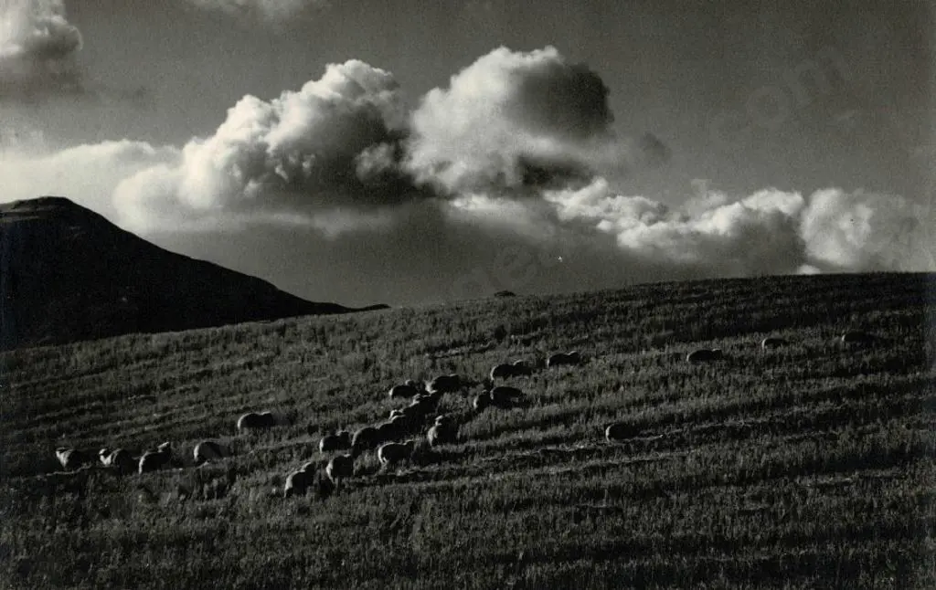 CASBOLT, Frederick Lennard (1896-1987) - Sheep Grazing on Hillside Image 1++