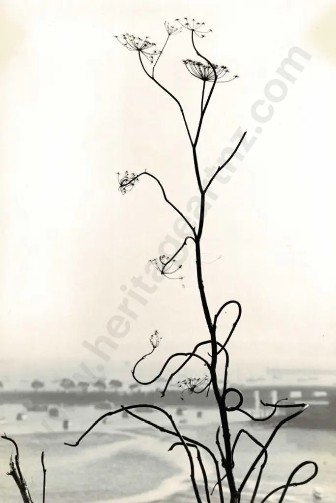 CASBOLT, Frederick Lennard (1896-1987) - Design by Nature No. 4 Image 1++