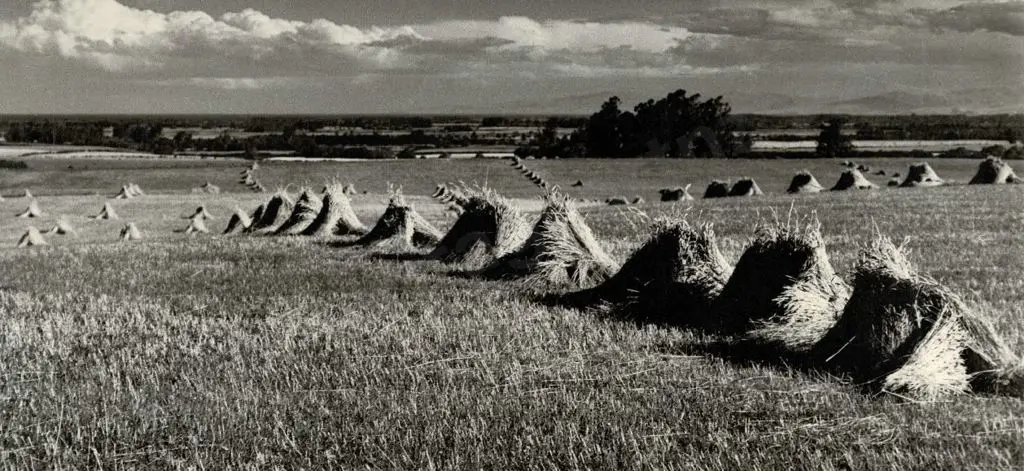 CASBOLT, Frederick Lennard (1896-1987) - Hay Field Image 1++