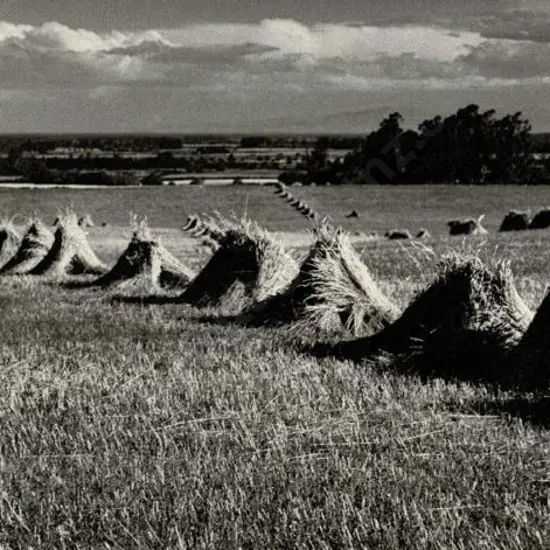 CASBOLT, Frederick Lennard (1896-1987) - Hay Field
