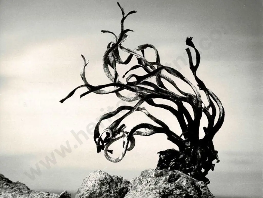 CASBOLT, Frederick Lennard (1896-1987) - Mountain Growth Image 1++