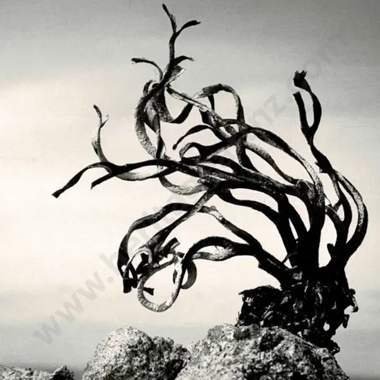 CASBOLT, Frederick Lennard (1896-1987) - Mountain Growth