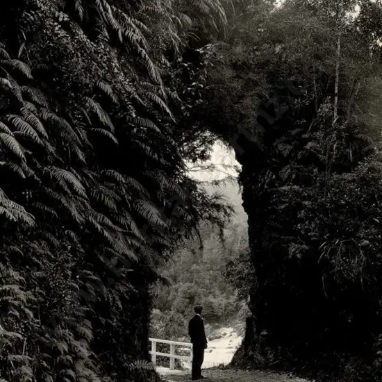 NZ GOVT PUBLICITY (Early 20th Cent.) - Scenic Drive, NZ, c.1910