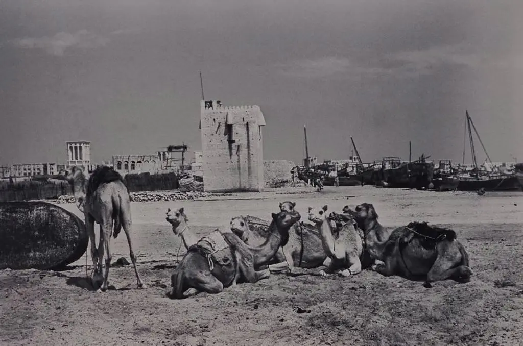 UNKNOWN photographer - Egypt with Camels & Boats Image 1++