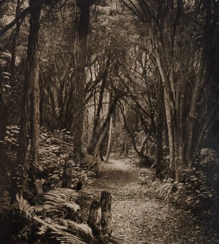 UNKNOWN Photographer - Woodlands with Path Image 1++