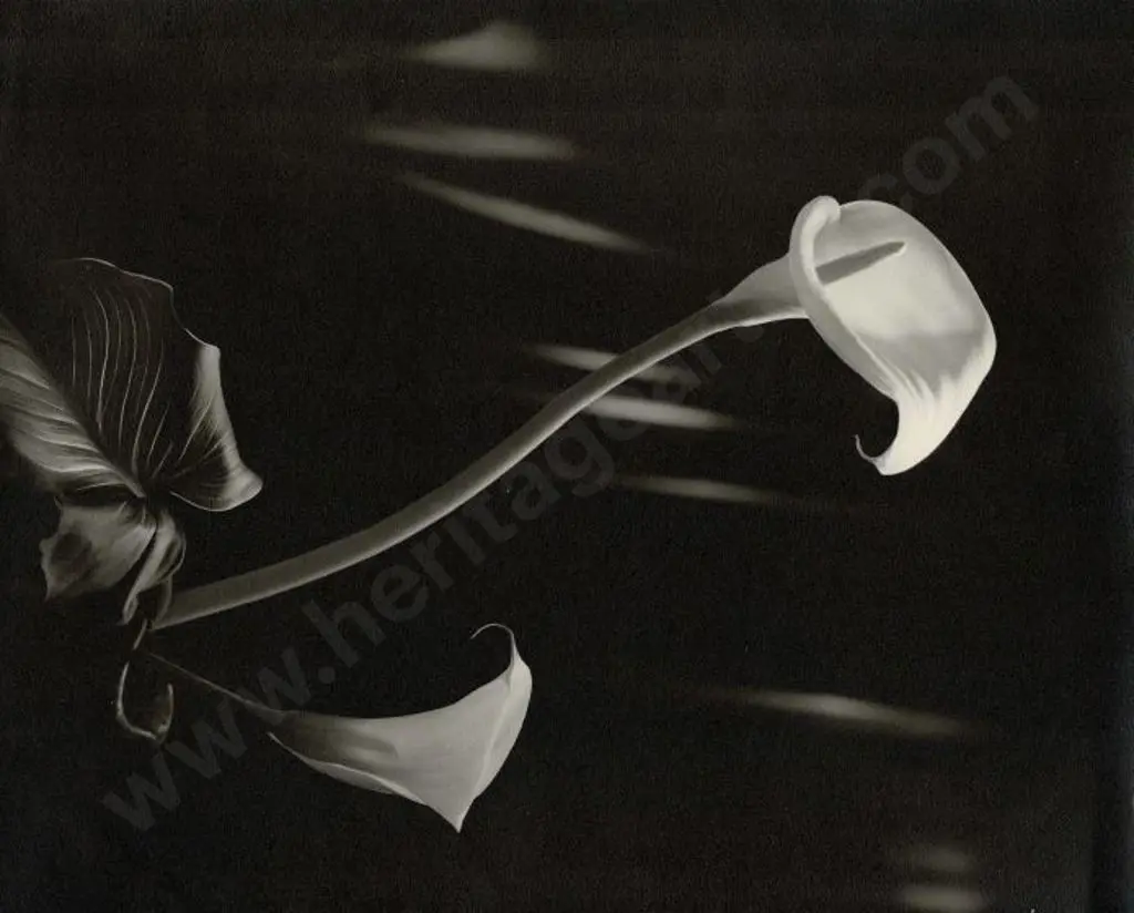 BARRIBALL, Martin (1929-2012) - Consider the Lilies Image 1++