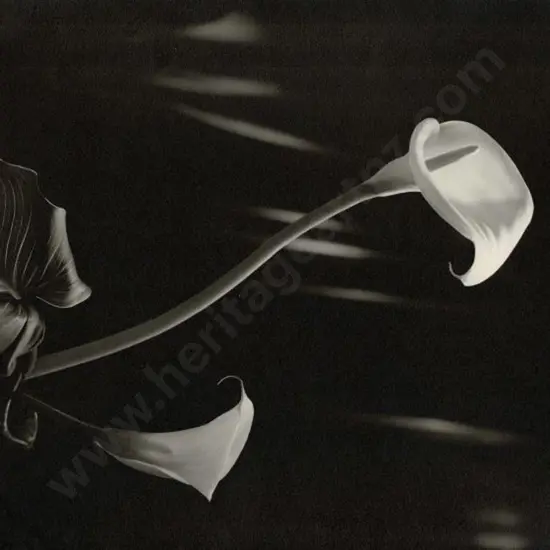 BARRIBALL, Martin (1929-2012) - Consider the Lilies