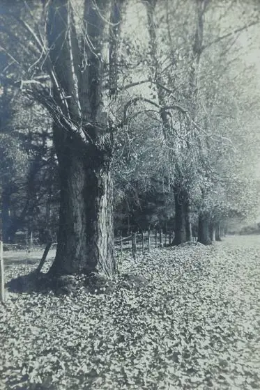 UNKNOWN Photographer (A56) - Trees in Park - 1950s Image 1++
