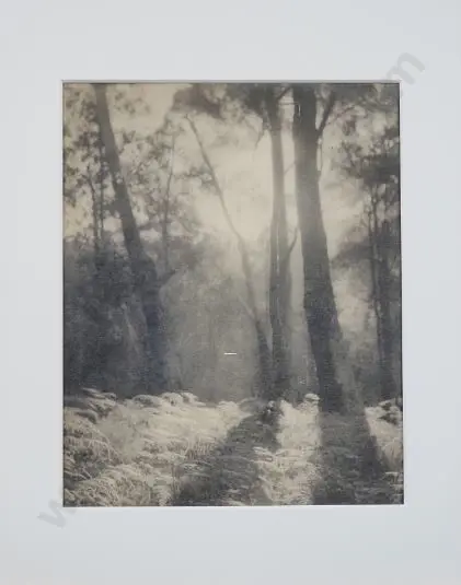 WOODLAND & Ferns - Unknown Photographer - Woodland with Bed of Ferns Image 1++