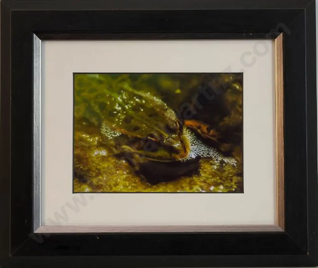 UNKNOWN Photographer - Litte Green Frog Image 1++