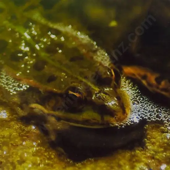 UNKNOWN Photographer - Litte Green Frog