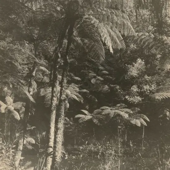 UNKNOWN - Forest Ferns - Early 20th Century
