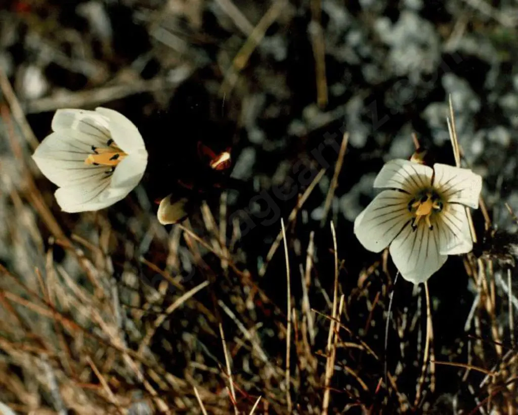 HOLMES, M.J. - Alpine Gentian Image 1++