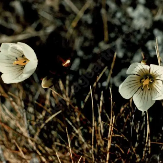 HOLMES, M.J. - Alpine Gentian