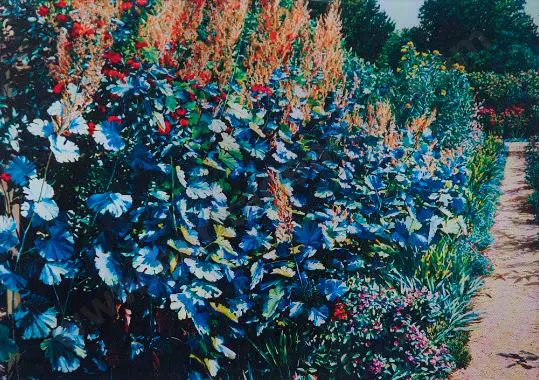 Maughan, Karl (1964-) - Plume Image 1++