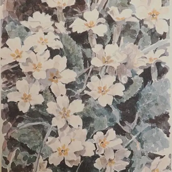 UNKNOWN Artist - Primroses