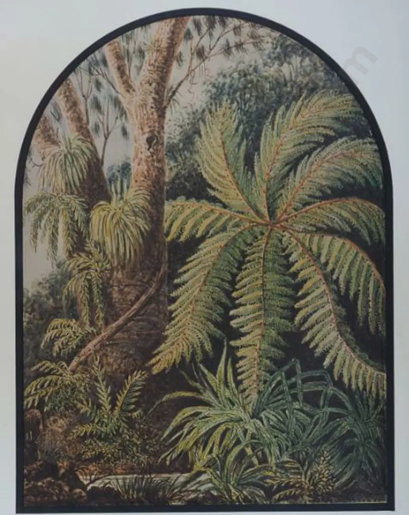 GOLD, Lt. Gen. Charles Emilius (1809-1871) - Tree Fern and Ferns Image 1++