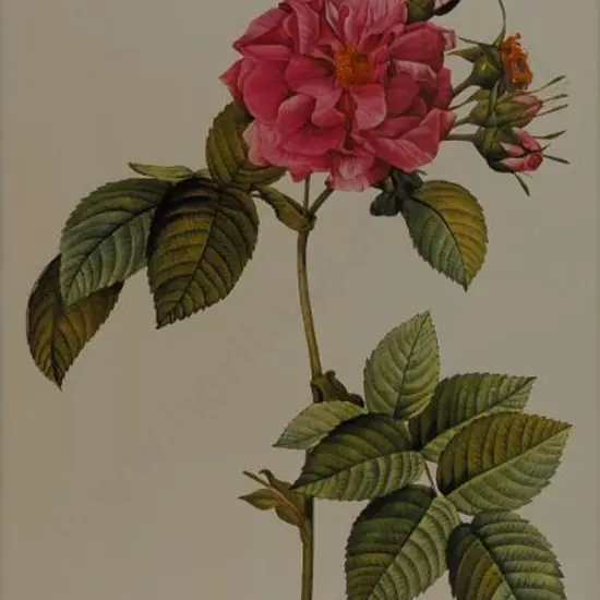 REDOUTE - Pink Rose